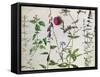 Eight Studies of Wild Flowers-Albrecht Dürer-Framed Stretched Canvas