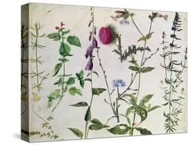 Eight Studies of Wild Flowers-Albrecht Dürer-Stretched Canvas