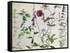 Eight Studies of Wild Flowers-Albrecht Dürer-Framed Stretched Canvas