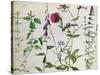 Eight Studies of Wild Flowers-Albrecht Dürer-Stretched Canvas