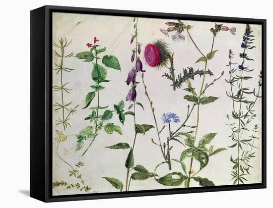 Eight Studies of Wild Flowers-Albrecht Dürer-Framed Stretched Canvas