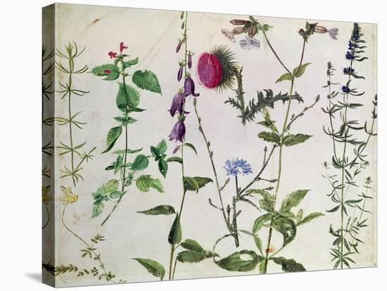Eight Studies of Wild Flowers-Albrecht Dürer-Stretched Canvas