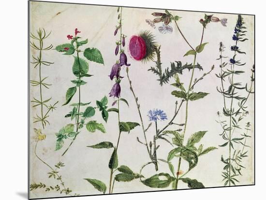 Eight Studies of Wild Flowers-Albrecht Dürer-Mounted Giclee Print