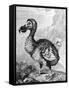 Eighteenth Century Engraving of the Now Extinct Dodo Bird-null-Framed Stretched Canvas