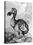 Eighteenth Century Engraving of the Now Extinct Dodo Bird-null-Stretched Canvas