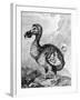 Eighteenth Century Engraving of the Now Extinct Dodo Bird-null-Framed Photographic Print