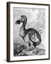 Eighteenth Century Engraving of the Now Extinct Dodo Bird-null-Framed Photographic Print