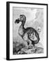 Eighteenth Century Engraving of the Now Extinct Dodo Bird-null-Framed Photographic Print