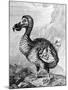 Eighteenth Century Engraving of the Now Extinct Dodo Bird-null-Mounted Photographic Print