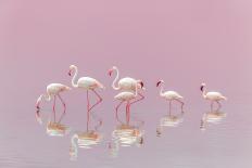 Flamingos-Eiji Itoyama-Photographic Print