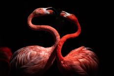 Flamingos-Eiji Itoyama-Stretched Canvas