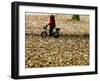 Ein Kind Radelt Am Dienstag, 8.November 2005, Zwischen Dem Herbstlaub-null-Framed Premium Photographic Print