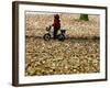 Ein Kind Radelt Am Dienstag, 8.November 2005, Zwischen Dem Herbstlaub-null-Framed Photographic Print