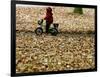 Ein Kind Radelt Am Dienstag, 8.November 2005, Zwischen Dem Herbstlaub-null-Framed Photographic Print