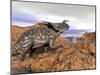 Einiosaurus Dinosaur on a Rock Observing an Argentinosaurus-null-Mounted Art Print