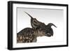 Einiosaurus Dinosaur, White Background-null-Framed Art Print