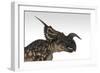 Einiosaurus Dinosaur, White Background-null-Framed Art Print