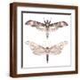 Brown Frame