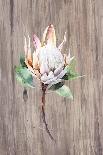 Watercolor White Protea Flower on Wood Surface-Eisfrei-Art Print