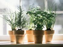 Assorted Herbs Growing in Clay Pots; Window Sill-Eising Studio - Food Photo and Video-Photographic Print