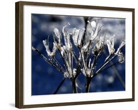 Eiskristalle Bedeckt Am Donnerstag, 2 November 2006-Winfried Rothermel-Framed Photographic Print