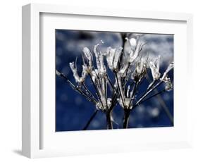 Eiskristalle Bedeckt Am Donnerstag, 2 November 2006-Winfried Rothermel-Framed Photographic Print