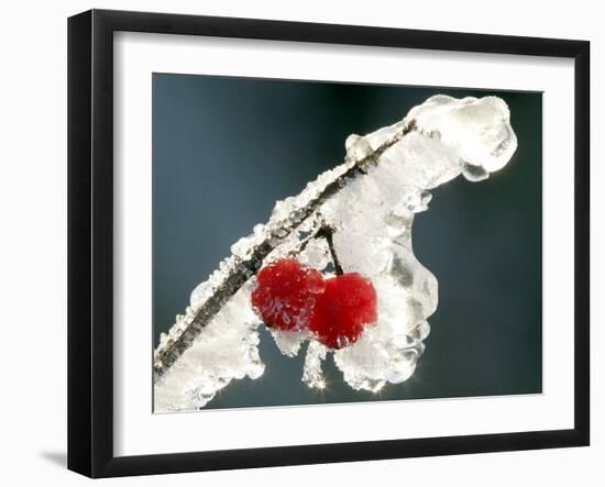 Eisverkrustete Fruechte Eines 'Gemeinen Schneeball' Strauches-null-Framed Premium Photographic Print