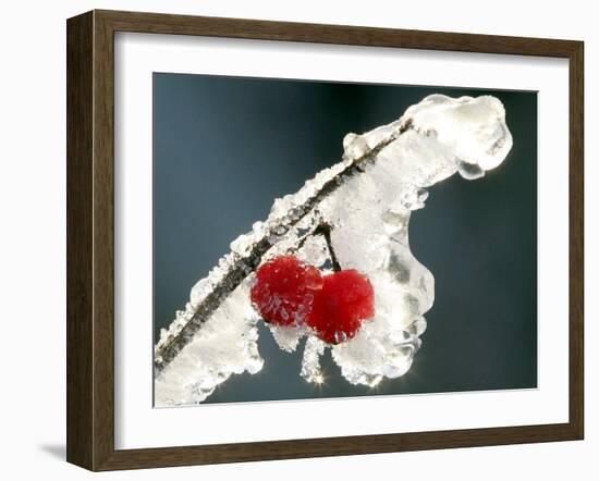 Eisverkrustete Fruechte Eines 'Gemeinen Schneeball' Strauches-null-Framed Photographic Print