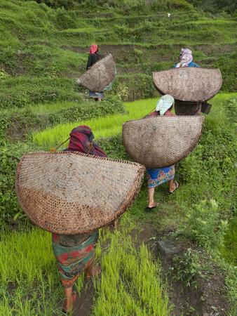 Female Farmers in Field with Traditional Rain Protection, Lwang Village, Annapurna Area,