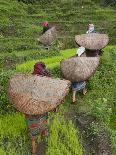 Female Farmers in Field with Traditional Rain Protection, Lwang Village, Annapurna Area,-Eitan Simanor-Photographic Print