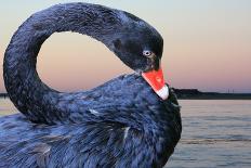 Black Swan-ekays-Mounted Photographic Print