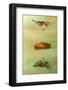 El Angel-paco fernandez-Framed Photographic Print