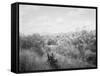 El Caney, Cuba-null-Framed Stretched Canvas