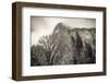 El Capitan and black oak in winter, Yosemite National Park, California, USA-Russ Bishop-Framed Photographic Print