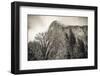 El Capitan and black oak in winter, Yosemite National Park, California, USA-Russ Bishop-Framed Photographic Print