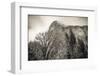 El Capitan and black oak in winter, Yosemite National Park, California, USA-Russ Bishop-Framed Photographic Print