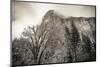 El Capitan and black oak in winter, Yosemite National Park, California, USA-Russ Bishop-Mounted Photographic Print