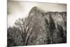 El Capitan and black oak in winter, Yosemite National Park, California, USA-Russ Bishop-Mounted Premium Photographic Print