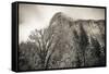 El Capitan and black oak in winter, Yosemite National Park, California, USA-Russ Bishop-Framed Stretched Canvas