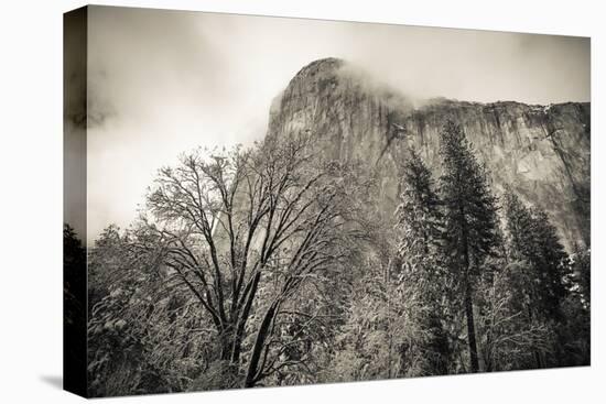 El Capitan and black oak in winter, Yosemite National Park, California, USA-Russ Bishop-Stretched Canvas