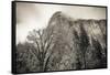 El Capitan and black oak in winter, Yosemite National Park, California, USA-Russ Bishop-Framed Stretched Canvas