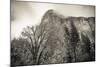 El Capitan and black oak in winter, Yosemite National Park, California, USA-Russ Bishop-Mounted Photographic Print