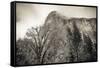 El Capitan and black oak in winter, Yosemite National Park, California, USA-Russ Bishop-Framed Stretched Canvas