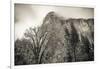 El Capitan and black oak in winter, Yosemite National Park, California, USA-Russ Bishop-Framed Photographic Print