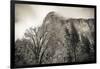 El Capitan and black oak in winter, Yosemite National Park, California, USA-Russ Bishop-Framed Photographic Print