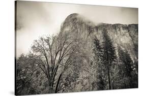 El Capitan and black oak in winter, Yosemite National Park, California, USA-Russ Bishop-Stretched Canvas