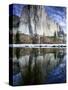 El Capitan and Merced River-Darrell Gulin-Stretched Canvas