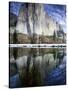 El Capitan and Merced River-Darrell Gulin-Stretched Canvas