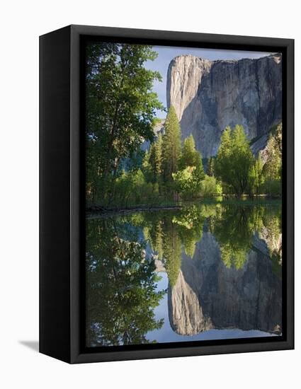 El Capitan reflected in Merced River. Yosemite National Park, CA-Jamie & Judy Wild-Framed Stretched Canvas