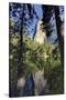El Capitan reflected on Merced River, Yosemite National Park, California-Adam Jones-Stretched Canvas